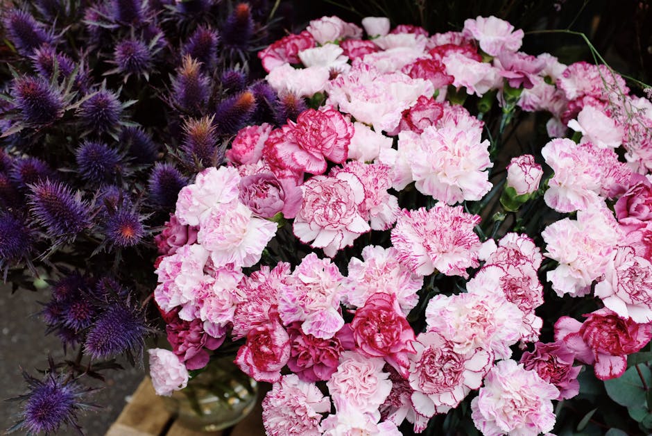 A close-up of a floral arrangement featuring pink and white carnations, with ruffled petals and green stems, arranged alongside purple thistle-like flowers with spiky, rounded blooms. The carnations a